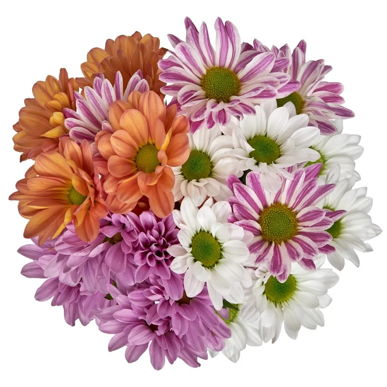 Fresh-Cut Assorted Daisy Poms Flower Bunch, Minimum of 6 Stems, Colors Vary | Walmart (US)