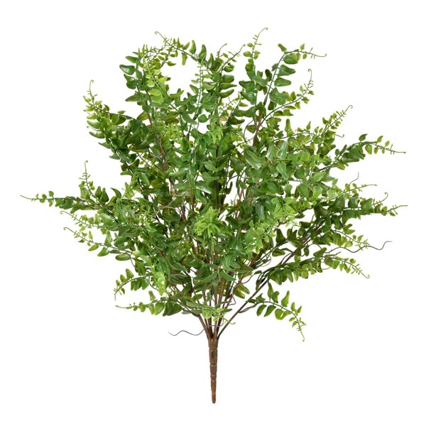 Fern Bush | Wayfair North America