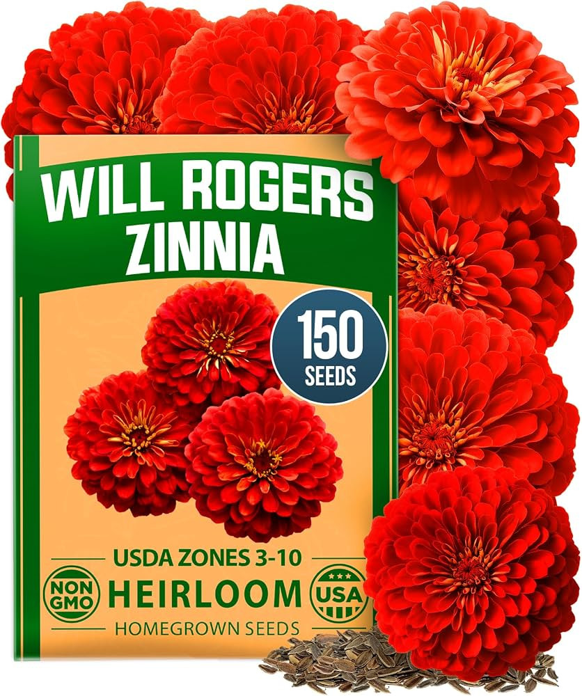 HOME GROWN Will Rogers Zinnia Seeds - 150 Zinnia Flower Seeds for Planting Outdoors - Tall Zinnia... | Amazon (US)