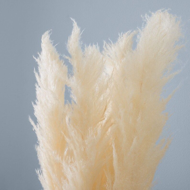 High Quality Preserved Cream Feathery Pampas Grass Stems - Beautiful Dried Pampas Grass Set of 3 ... | Etsy (US)