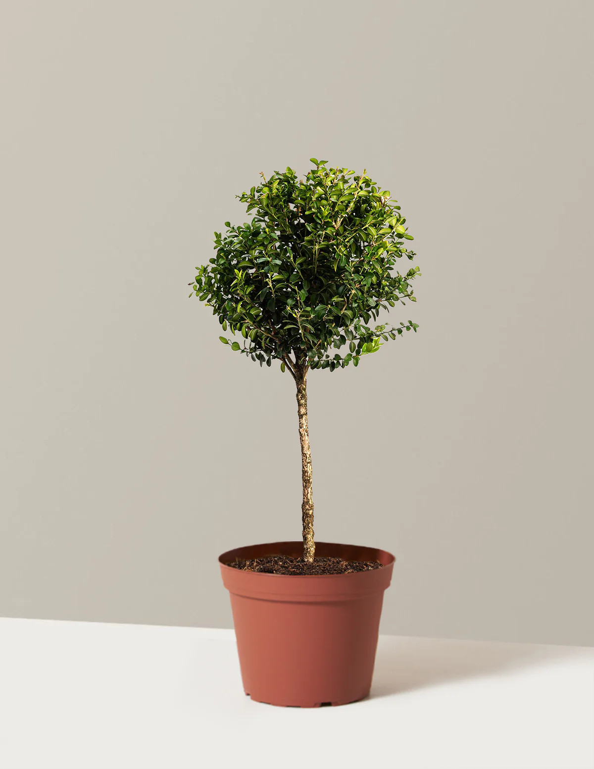 Green Mountain Topiary Boxwood (Ball) | The Sill