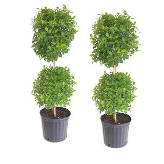United Nursery Eugenia Topiary Shrub Live Outdoor Tree in 9.25 in. Grower (Pot 2-Pack) 00625 - Th... | The Home Depot