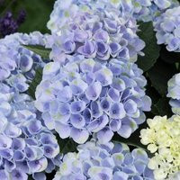 Elizabeth Ashley Hydrangea | #3 Pot | Plant Addicts | Plant Addicts