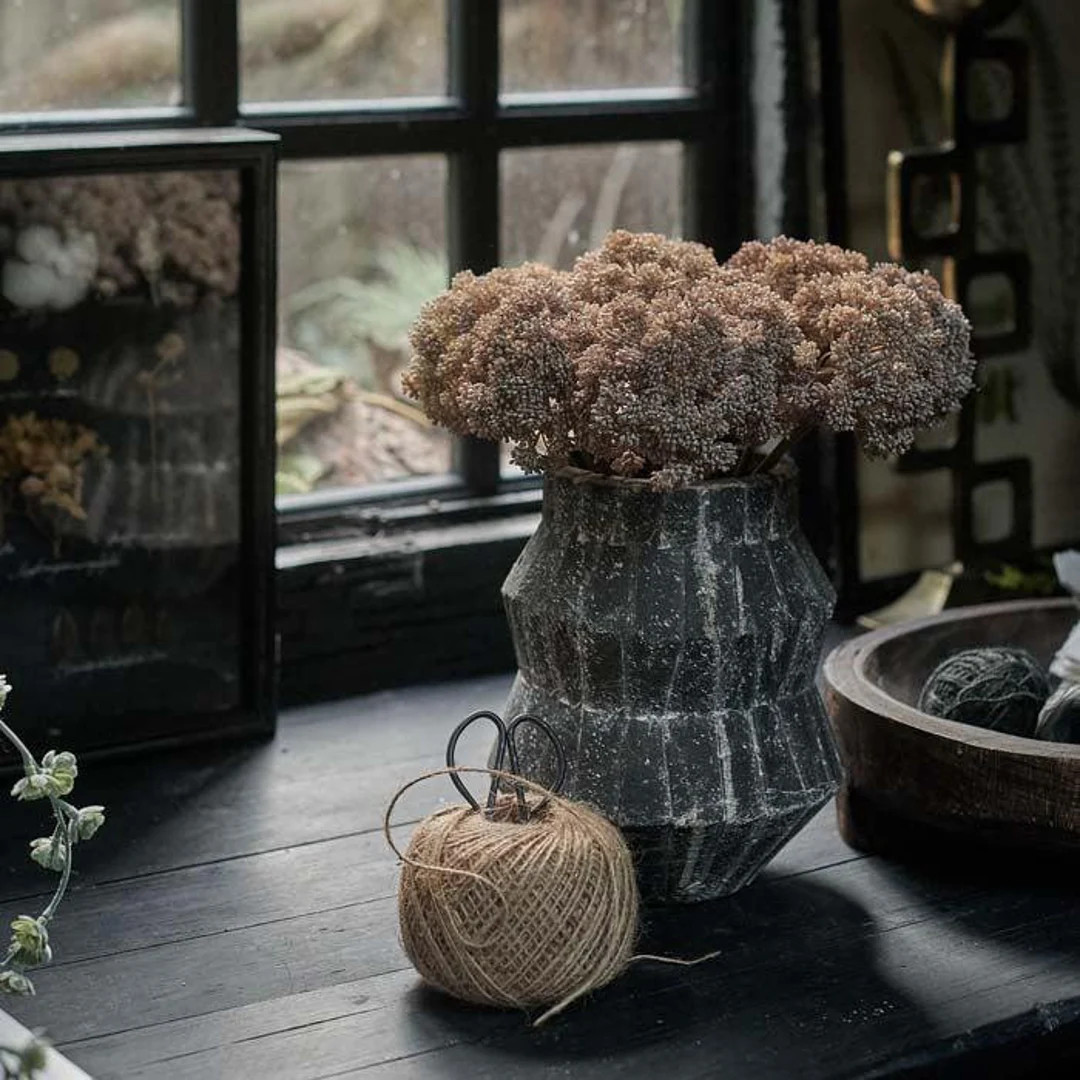 SEDUM CLOUD STEM - Etsy | Etsy (US)