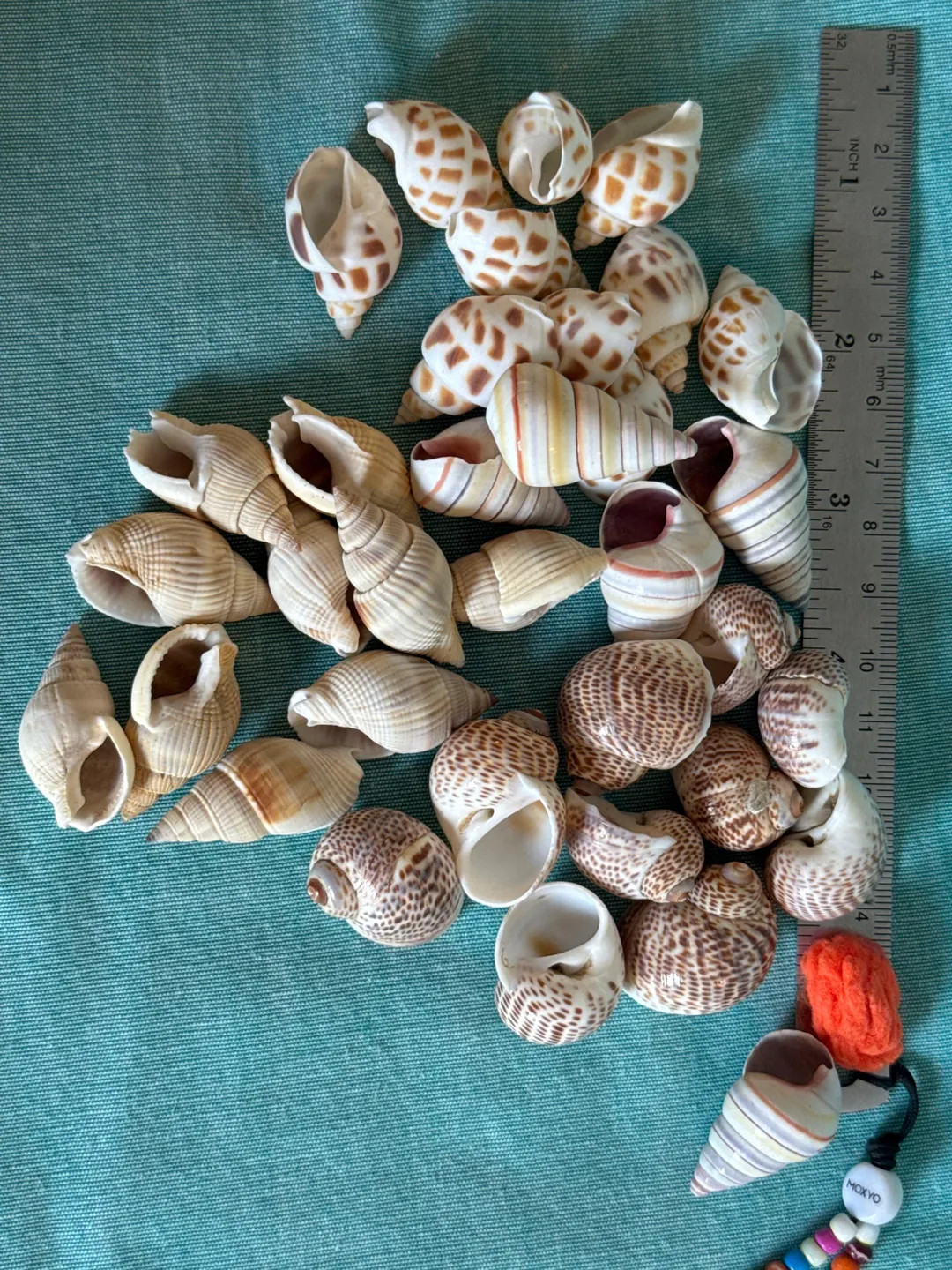 Hermit Crab Shells @ 3/8 - 3/4 Opening 35 Assorted Pieces Non-round - Etsy | Etsy (US)