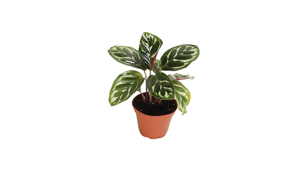 Calathea Peacock Makoyana- 4'' from California Tropicals | Amazon (US)