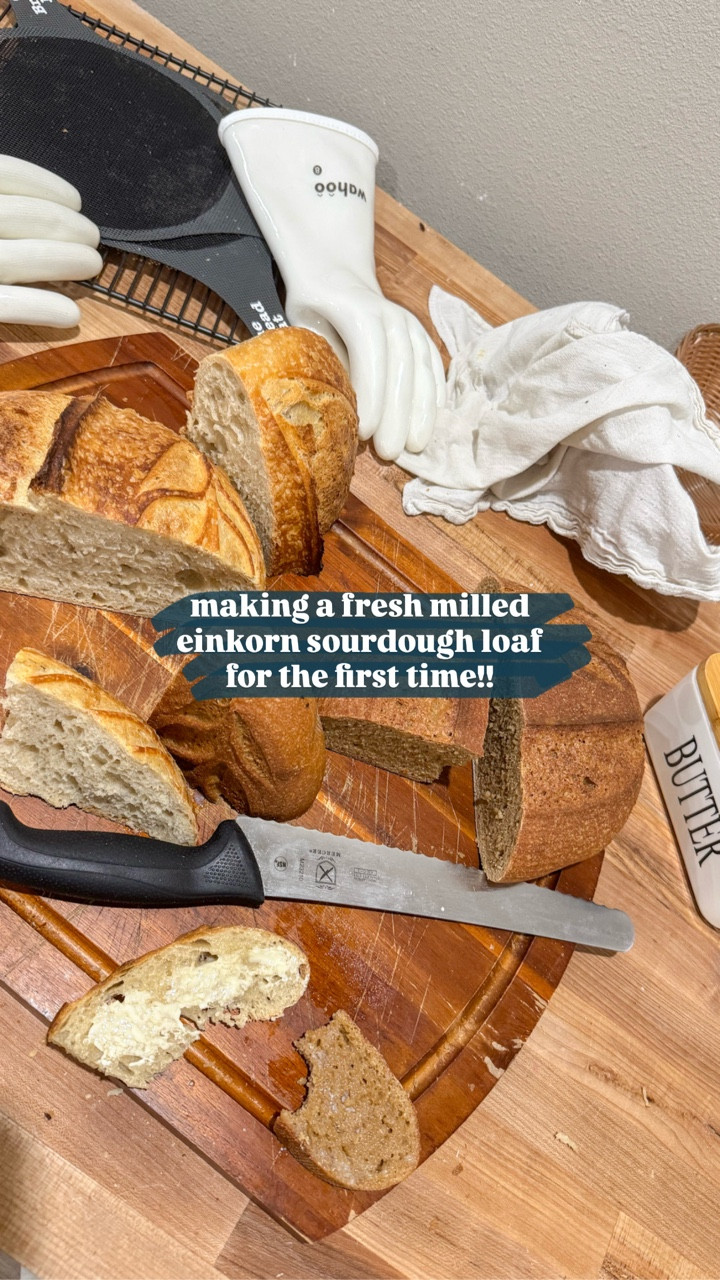 Not the tallest loaf in the room, but one of the most nourishing 💛

🌾 Why bake with it?
• Higher in protein + antioxidants
• Easier to digest than modern wheat
• Rich, nutty, buttery flavor
• Nutrient-dense

😅 But it’s not your average dough:
• Weak gluten = fragile structure
• Super sticky, even with low hydration
• Ferments FAST, overproofing happens quick
• Dense, rustic loaves are normal!

🛠️ Tips to work with it:
• Keep hydration low 
• Handle gently 
• Use loaf pans for structure
• Shorten fermentation time
• Chill before shaping to help stickiness

#einkornsourdough #freshmilledsourdough #freshmilledflour #freshmilledeinkorn #lubbocksourgh #lubbockfreshmilled

#LTKFamily #LTKSaleAlert #LTKHome