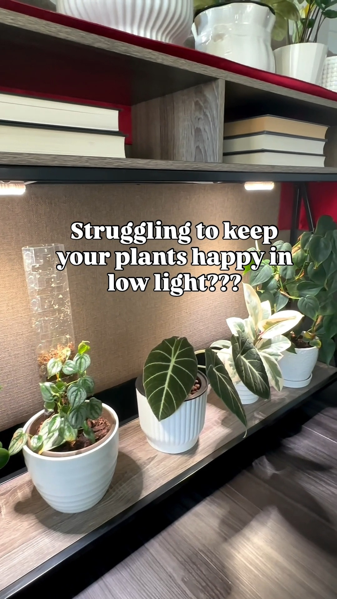 My plants stay thriving year-round thanks to these little suns around the house. From shelves to corners to countertops, every glow has a plant story . 

#LTKGiftGuide #LTKSaleAlert #LTKHome