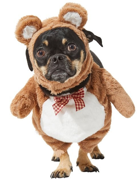 FRISCO Front Walking Teddy Bear Dog & Cat Costume, Medium - Chewy.com | Chewy.com