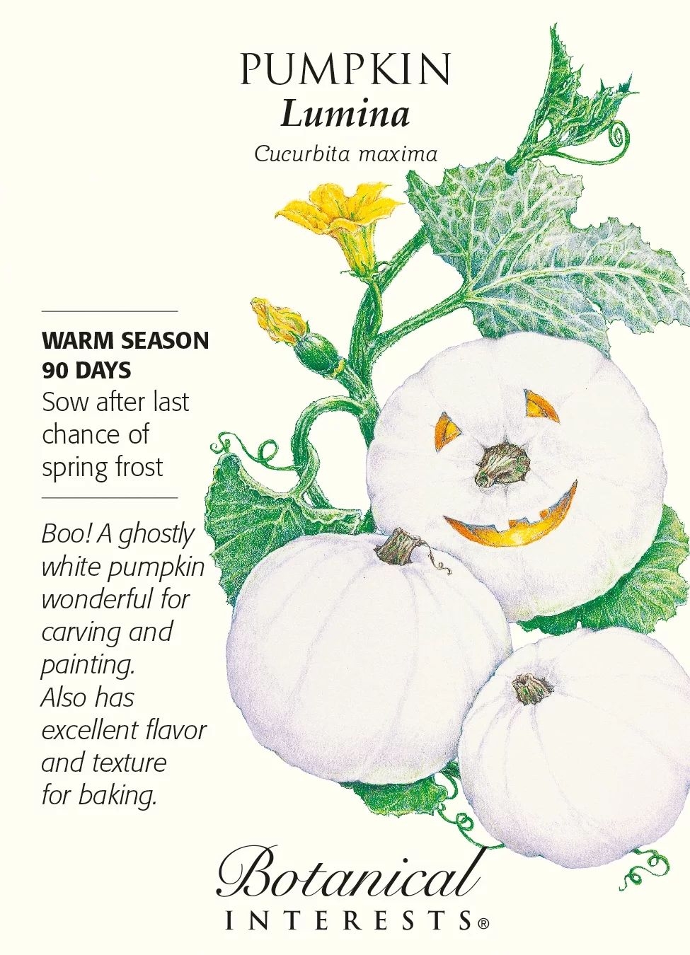Lumina White Pumpkin Seeds - 6 Seeds - Walmart.com | Walmart (US)