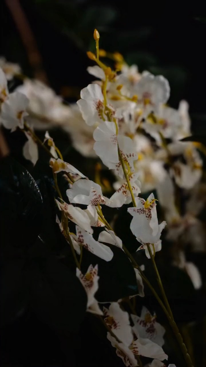 Le Vestiaire des Parfums BABYCAT, YSL Beauty , Fragrance, Saint Laurent leopard-print wool shirt, Long Pull Through Gold Threader Earrings, YSL, Fall fragrance ,Autumnal fragrance, Brown Girl Beauty, Brown Girl Perfume , Date night Outfit, Autumnal Outfit, Holiday Outfit, Testing beauty,  UK fashion, UK women, London lifestyle, GRWM Outfit  ,Autumn style ,Autumn look ,Fall style ,Fall look 

 #LTKuk #LTKautumn #LTKbeauty