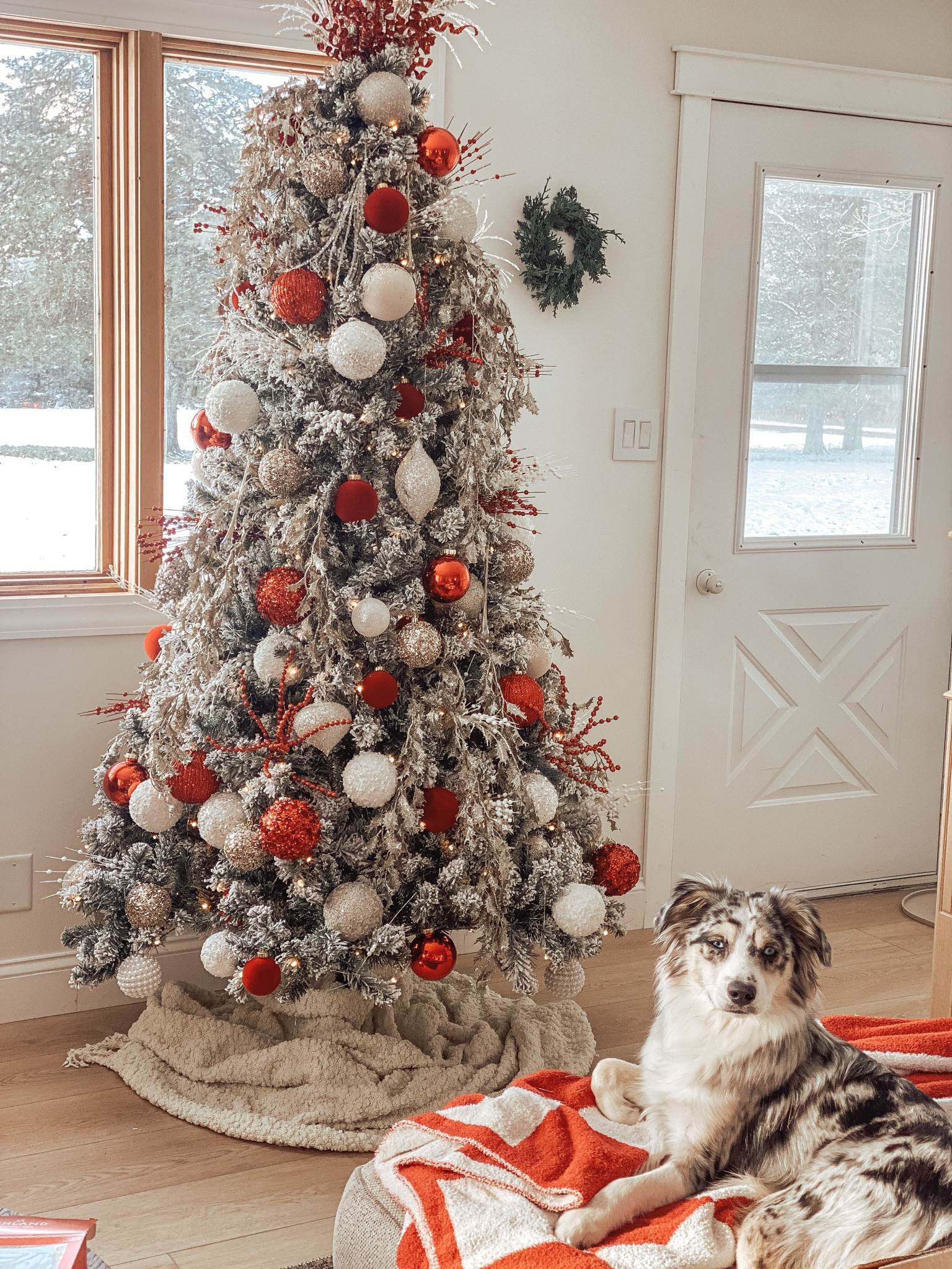 Best King of Christmas tree! 

#kingodchristmas 

#LTKHoliday #LTKHolidaySale #LTKSeasonal