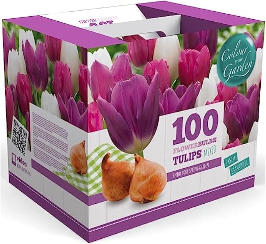 100 Tulip Mix Flower Bulb Box with Easy Carry Handle - Purple, Pink and White Mixed Colors - Week... | Amazon (US)