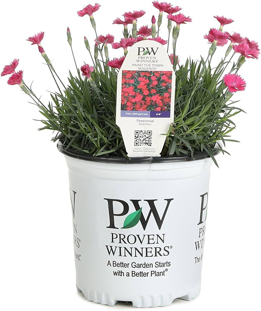 Paint the Town Magenta Pinks (Dianthus) Live Plant, Pink Flowers, 0.65 Gallon | Amazon (US)