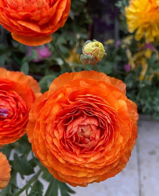 10+ Mixed Peony Ranunculus Bulbs Corms Flower Garden Blooms Flowers Spring Fall Planting (Orange) | Amazon (US)