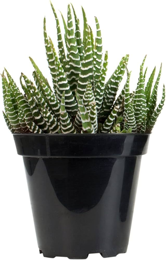 Altman Plants, Haworthia Succulent Plant Live Indoor Plants, Zebra Plants Live Succulents Plants ... | Amazon (US)