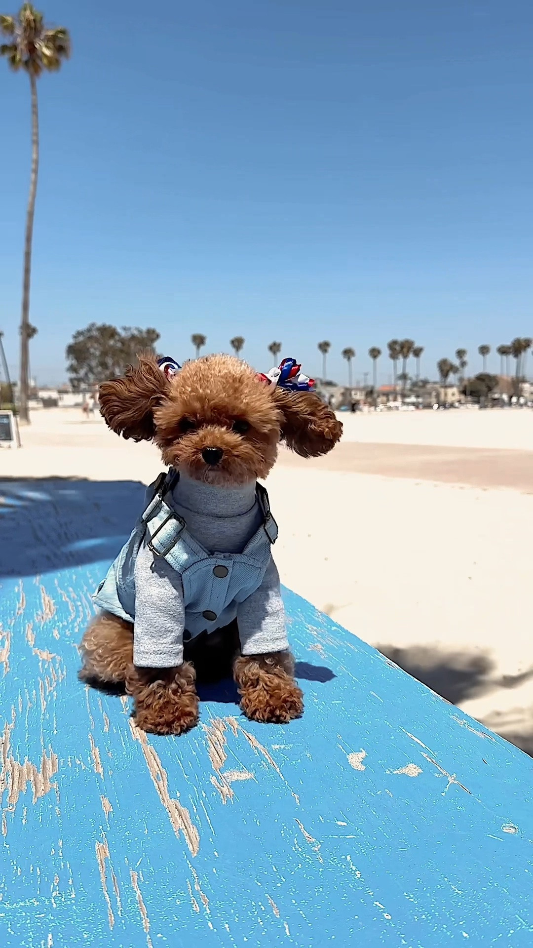 The cutest Fourth of July outfit for your tiniest pup 🇺🇸

#LTKdayinmylife #LTKootd #LTKgrwm