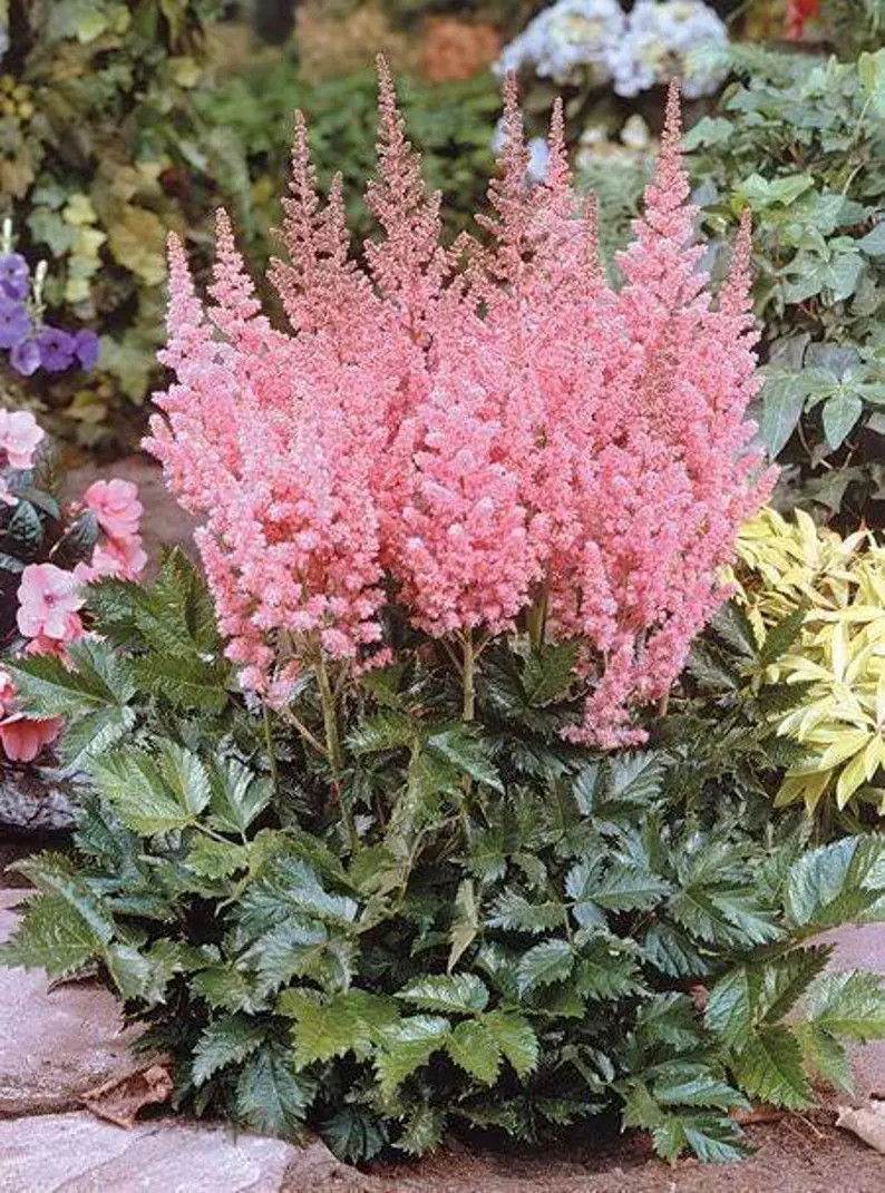 100 PINK MIX ASTILBE (false Spirea / False Goats Beard) Astilbe Chinensis Flower Seeds - Etsy | Etsy (US)