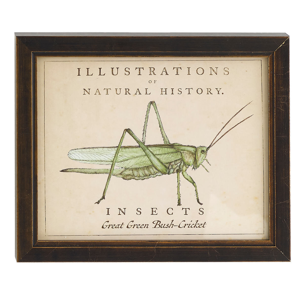 Vintage Grasshopper Wall Art | Annie Selke