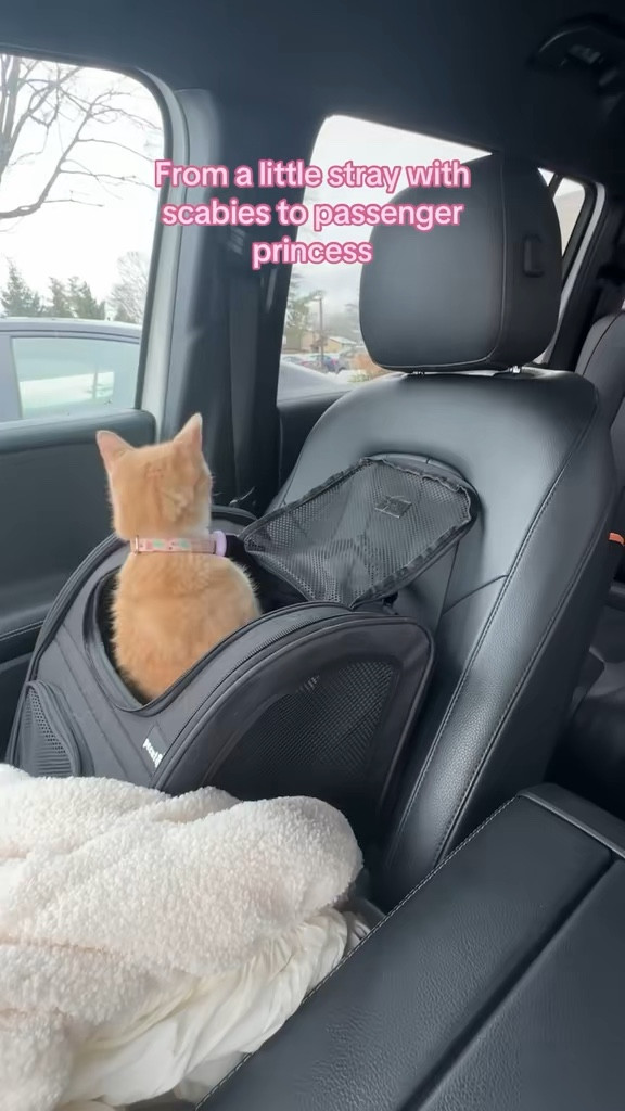 She's the perfect travel buddy. Especially compared to her sisters that have to literally be medicated 

 #LTKdayinmylife #LTKstorytime #LTKTravel