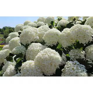 PROVEN WINNERS 1 Gal. Incrediball Smooth Hydrangea (Arborescens) Live Shrub, Green to White Flowe... | The Home Depot