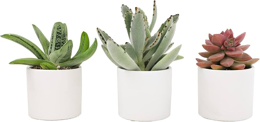 Live Succulents in White Planter Pots (3 PK), Live Succulent Plants Live Plants in Succulent Pots... | Amazon (US)