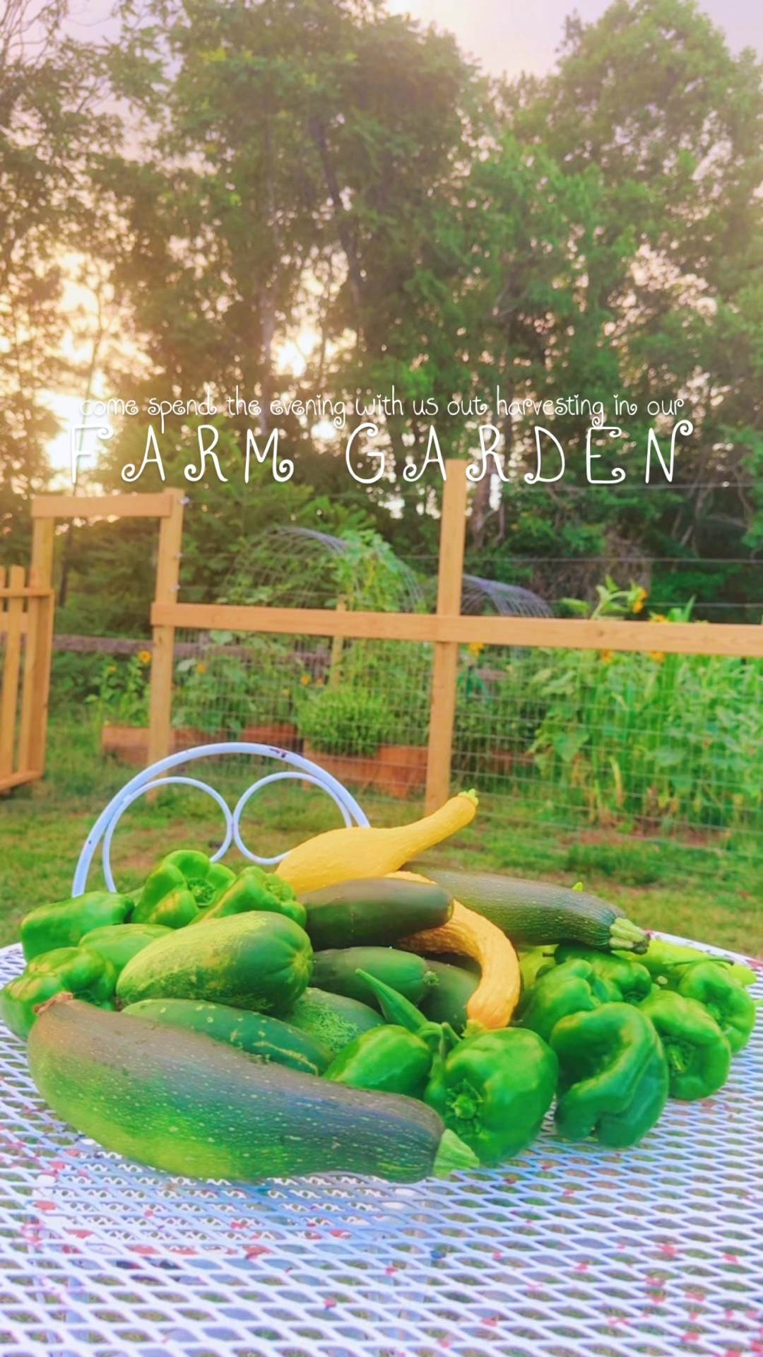 come spend a friday night with us harvesting out in the farm garden at sunset 🌅🪴🧺🌻🌾🌼☀️🫑🥒💛 #summergarden #fridaynightinthegarden #gardenharvest #sunsethouronthefarm #farmgarden 

And we officially have our first peaches 🍑 on the old peach tree 🌳 that was here on the property originally!! 🌾 Our garden is overflowing (!!) with veggies ((lots and lots to take down for our family 🇺🇸 beach 🏝️ trip ahead 🌊 to share 🫶🏽) and alllll the flowers 🌻💐 (not going to have time to pick those until after the beach 🤭) - and gosh, it just feels like such a gift from above!! 🧺 Oh how we love it out here and watching all the good things grow grow grow!! 🪴