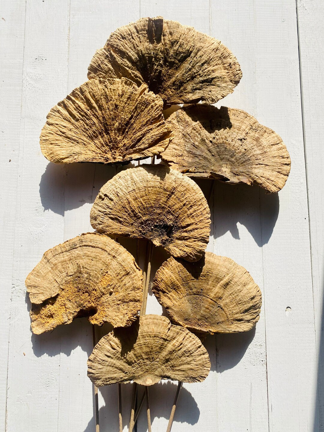 DRIED MUSHROOMS Mushroom Lovers GIFT Fairy Mushroom Natural Dry Sponge Decorative Mushrooms Perfe... | Etsy (US)