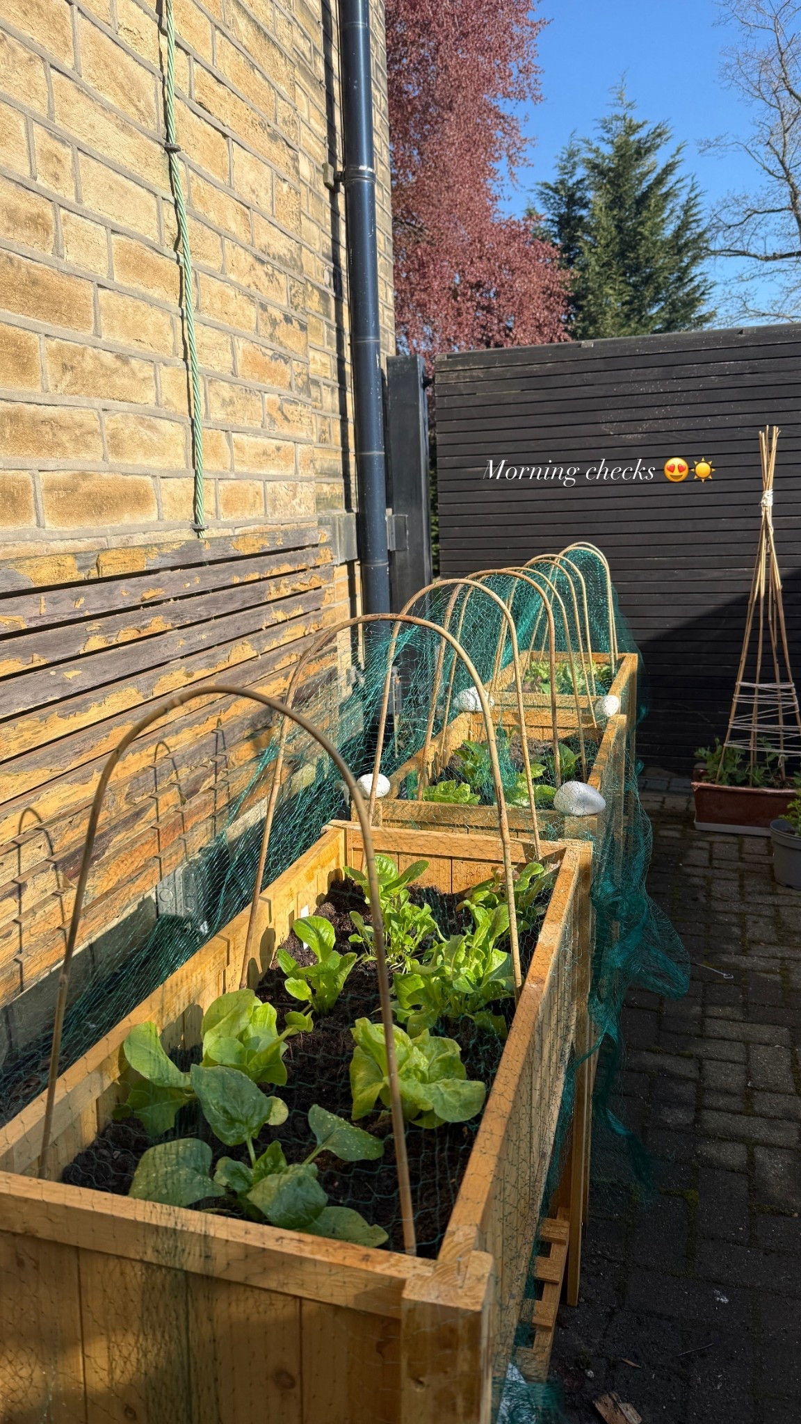 My garden planters I’m growing fresh lettuce spinach and rocket in 

#uk #garden #health #nonupf 

#LTKsummer #LTKhome #LTKuk