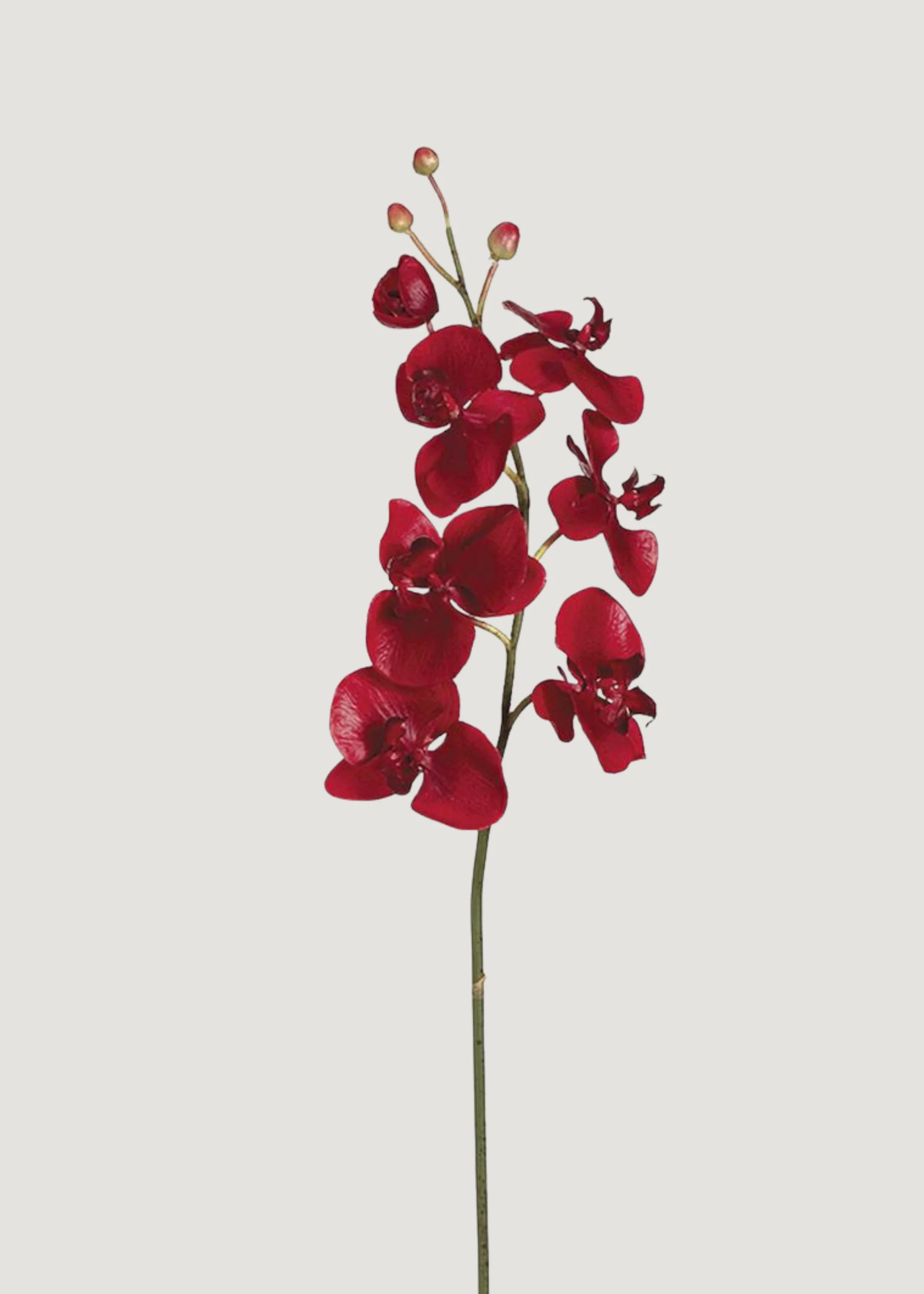 Red Artificial Phalaenopsis Orchid - 38" | Afloral