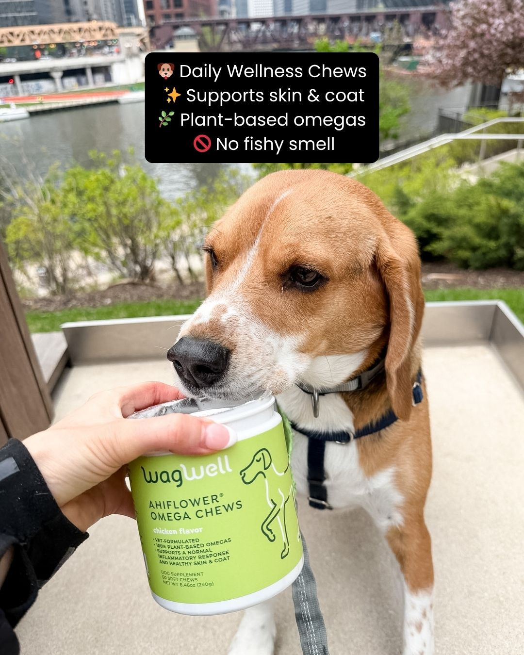 Keep your pup’s wellness glowing from the inside out 🐶✨ with these Ahiflower Omega chews for dogs! Made with plant-based omega 3, 6, and 9 support, they help promote a shiny coat, healthy skin, joint comfort, and overall vitality 💖🐾. Perfect for daily use when you want a clean, fish-free way to support your dog’s long-term health 👀✨. Trust me, this is one supplement your furry friend will benefit from every single day 💕

#dogsupplement #doghealth #petwellness #doglife #furbaby #petparents #doglovers #omegas #healthypets #dogcare #skinandcoat #jointhealth #immunesupport #dailycare #petnutrition #wellnessfordogs #happyhealthy #ltkpets #ltkfinds #musthave #doginspo #petlifestyle #dogmom 

 