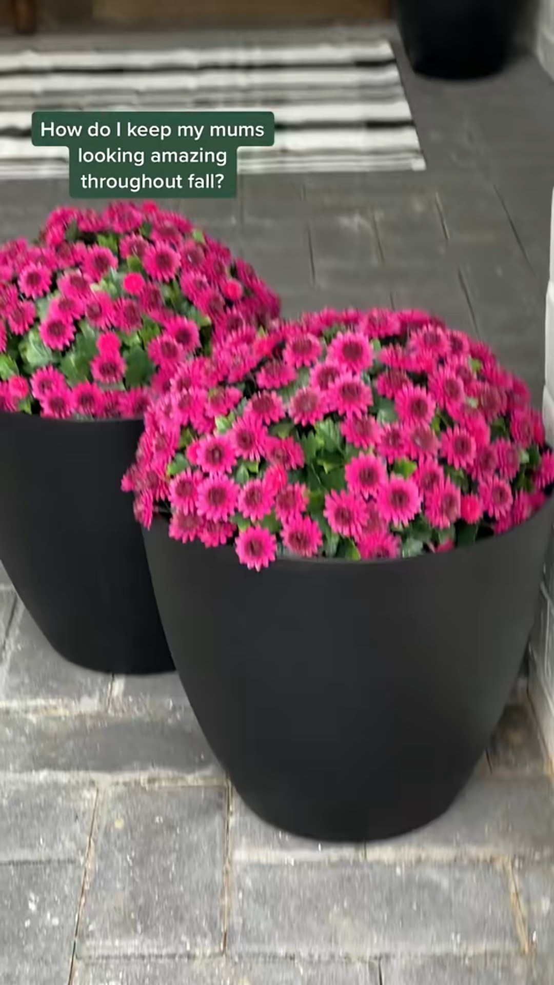 Faux mums 

#LTKSaleAlert #LTKSeasonal #LTKHome