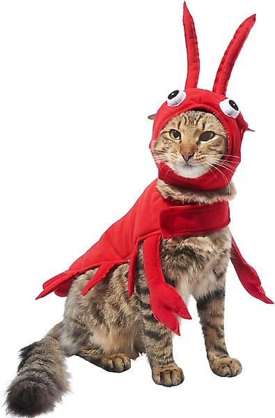 Frisco Red Lobster Dog & Cat Costume | Chewy.com