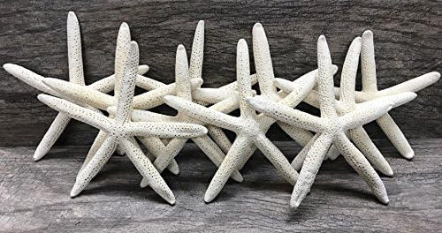 Starfish | 10 White Finger Starfish 4" to 5" | Plus Free Nautical eBook by Joseph Rains | Amazon (US)