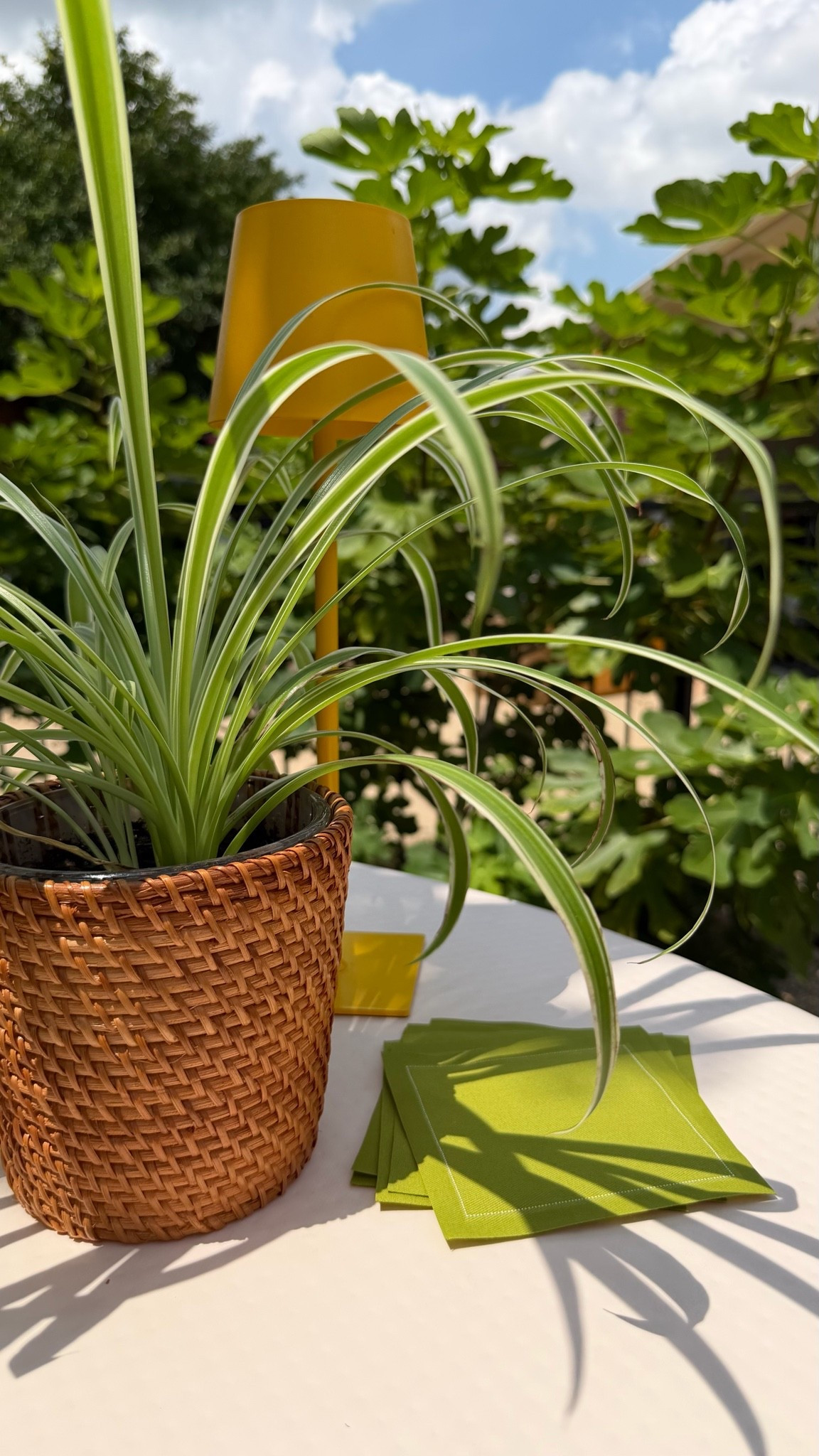 🌱🌱🌱

#LTKHome #LTKSwim #LTKSeasonal