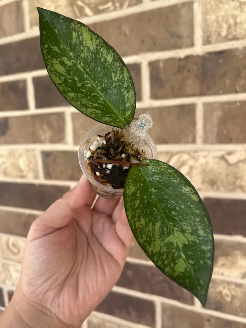 Hoya Patcharawalai 023 Splash - Etsy | Etsy (US)