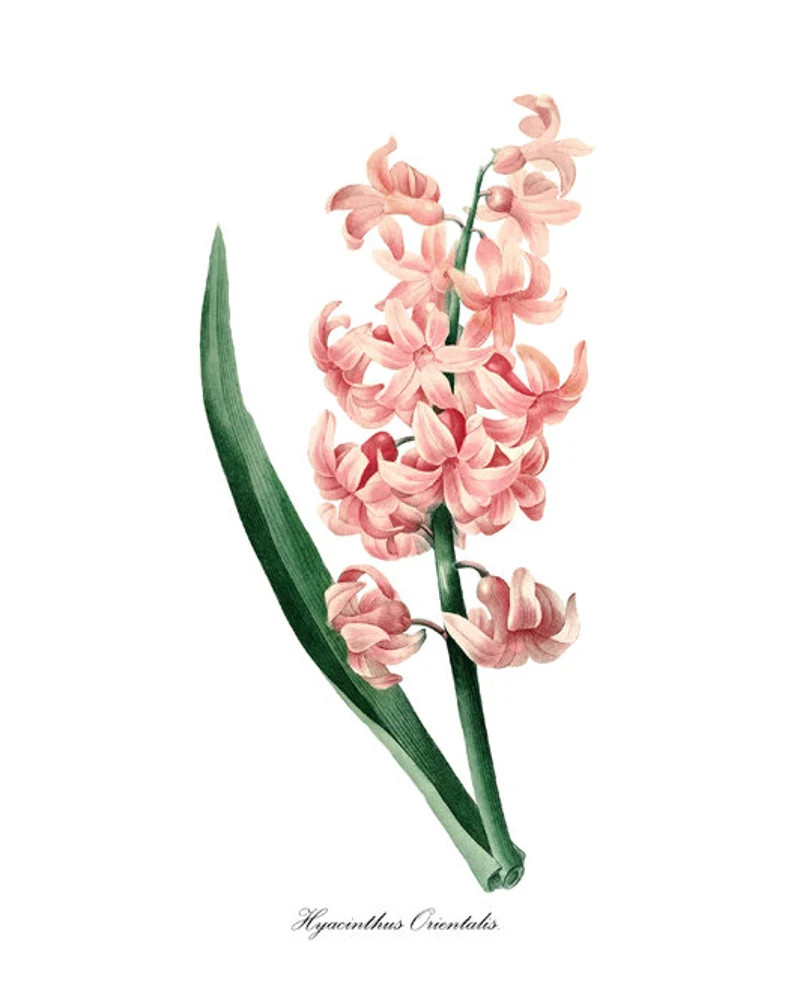 Pink Hyacinth Print, P.J. Redoute Art 'Hyacinthus Orientalis', Antique Flower Illustration, Botan... | Etsy (US)