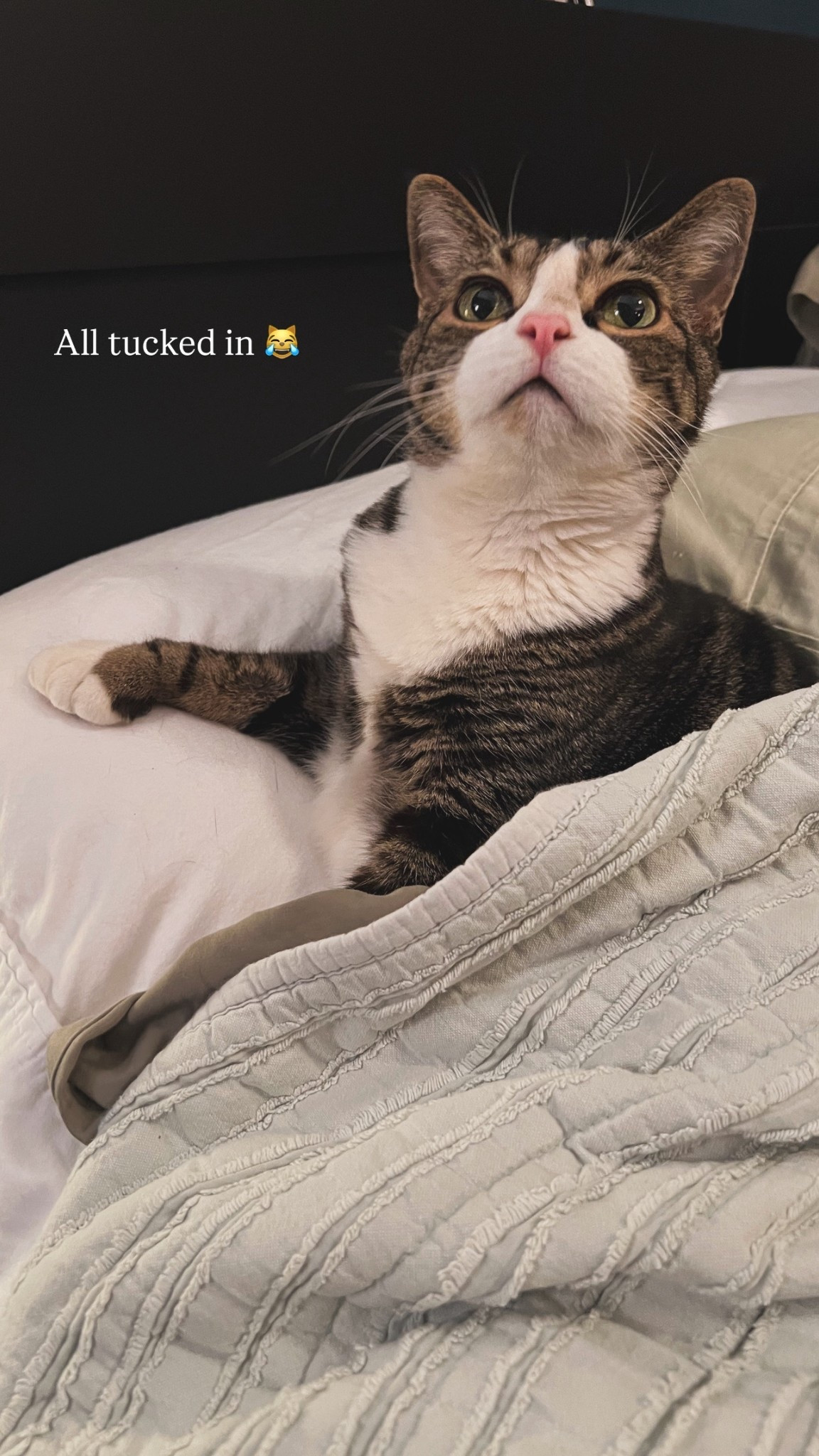 Top cat deals from Chewy 🐾😻 handy cat supplies, toys, and treats to make your cat happy (and your life easier!) — now on sale!! 

#LTKHome #LTKPets #LTKSaleAlert