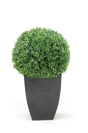 Three Posts™ Boxwood Ball Square Boxwood Topiary in Planter | Wayfair | Wayfair North America