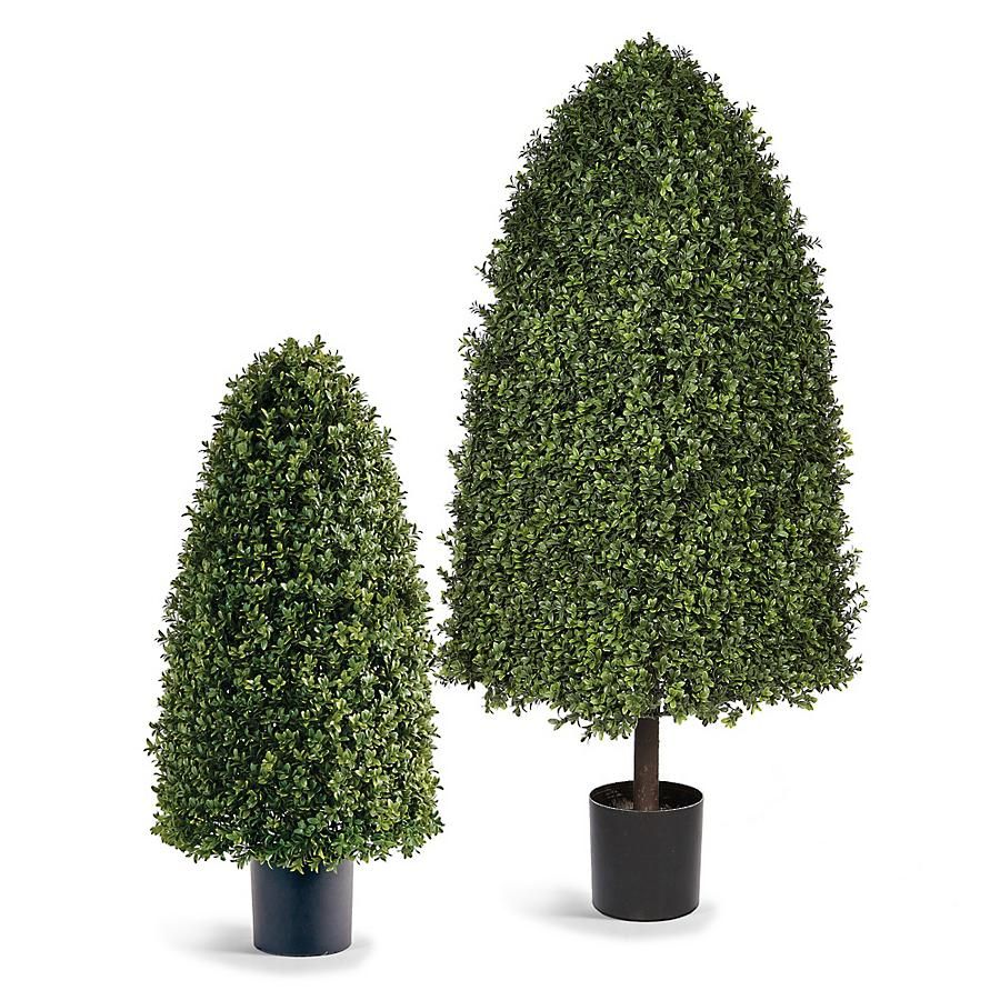 Rounded Cone Outdoor Boxwood Topiary | Frontgate | Frontgate