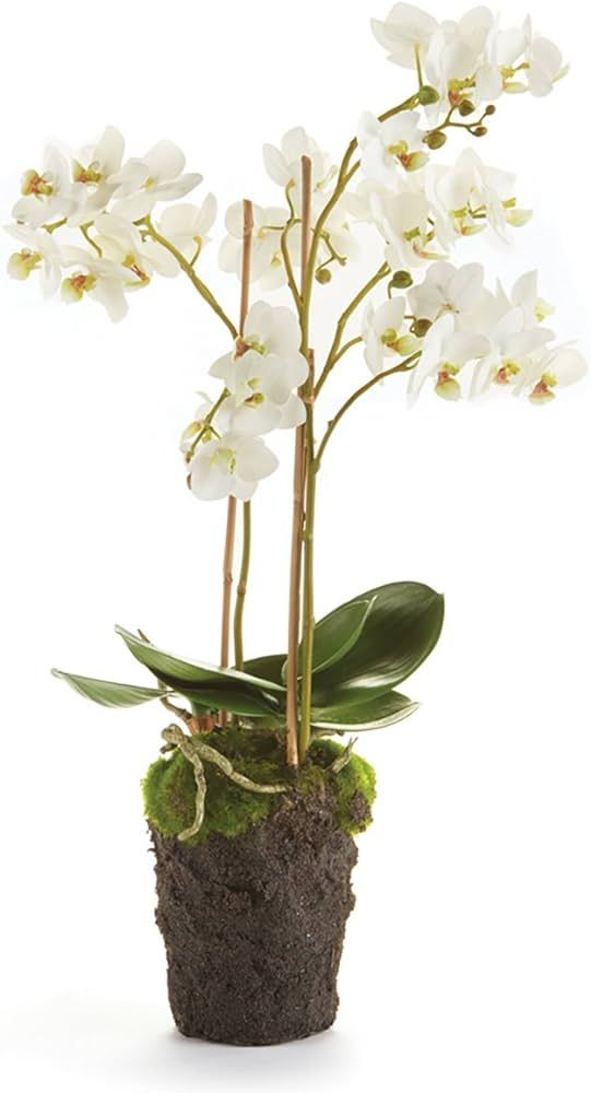 Napa Home & Garden Conservatory PHALAENOPSIS Orchid Drop-in 20-INCH | Amazon (US)