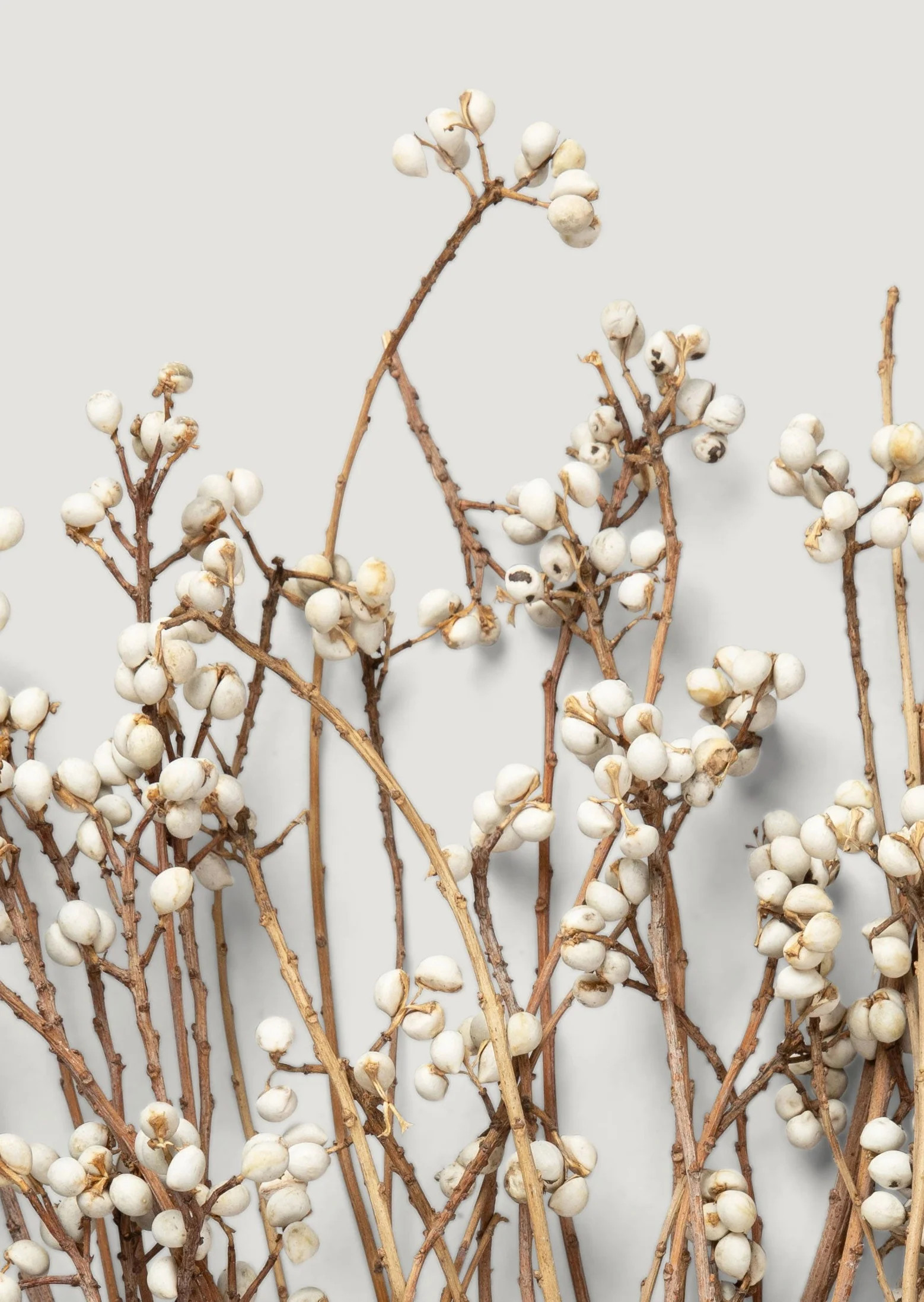 Natural Dried Flowers | Tallow Berry | Flowers at Afloral.com | Afloral