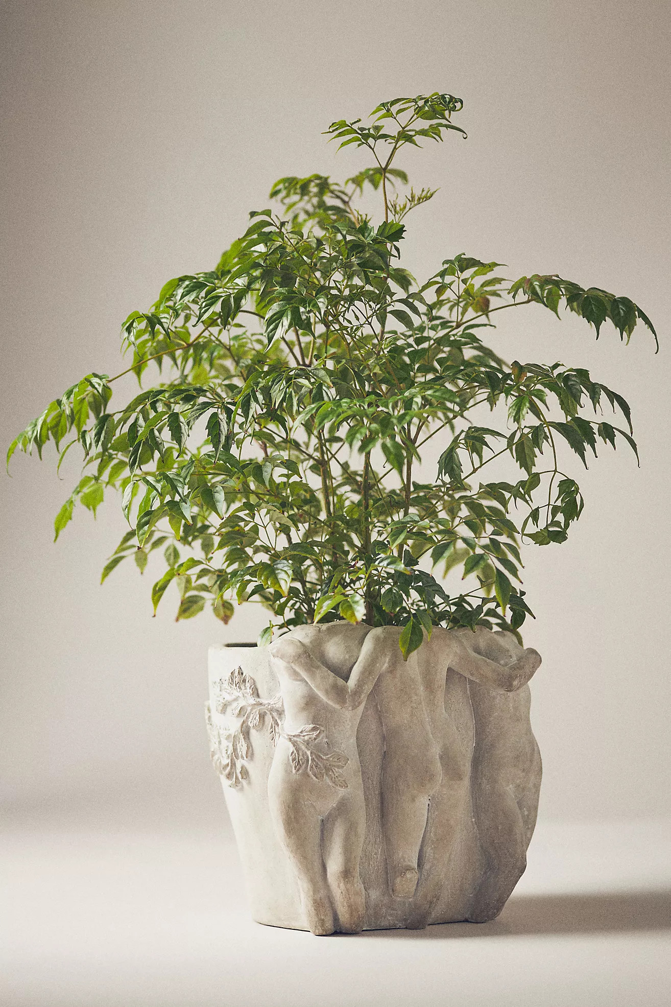 Muse Cement Planter | Anthropologie (US)