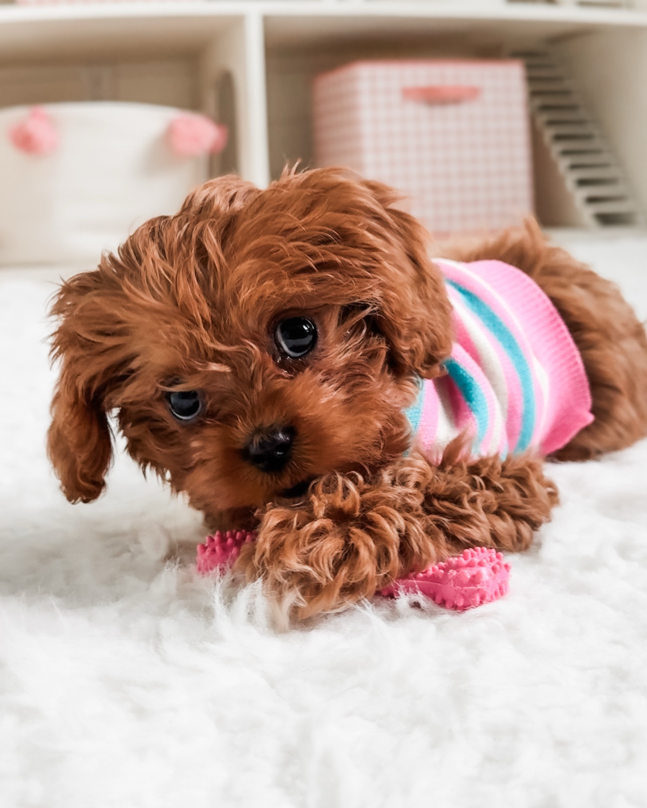 Meet Peach 🍑🐾
A 2 lb Cavapoo puppy with big personality 

She’s tiny, fluffy, and currently serving side eye like it’s her full-time job.
Follow along for puppy life, cozy naps, growth updates, and all things Cavapoo 

🐶 Born 10.28.25

👉 Follow @the.cavapoo.peach to watch me grow

#tinypuppy #dogreels #puppylife #dogsofinstagram 