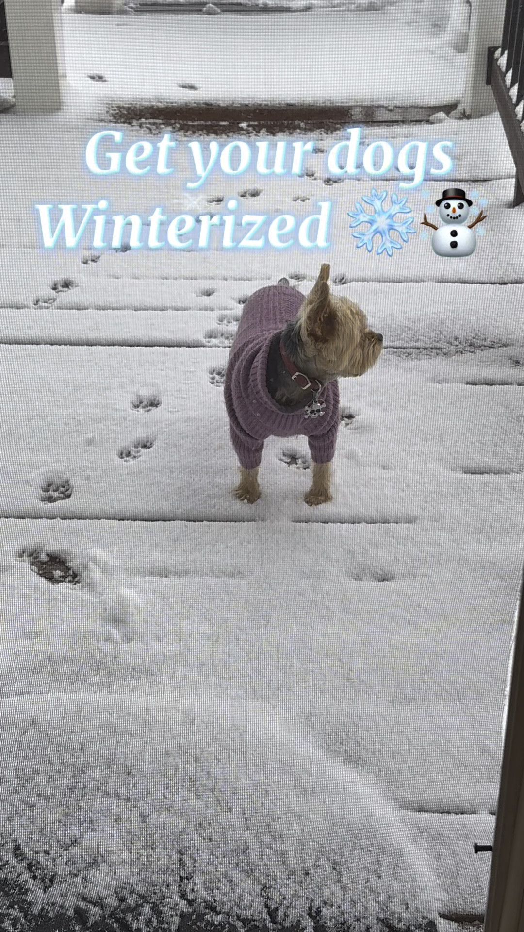 Dogs need to be warm and stylish. They deserve it. 
Sabby is very particular about her clothes, and she loves this dog sweater  

#LTKWatchNow #LTKStyleTip #LTKSeasonal