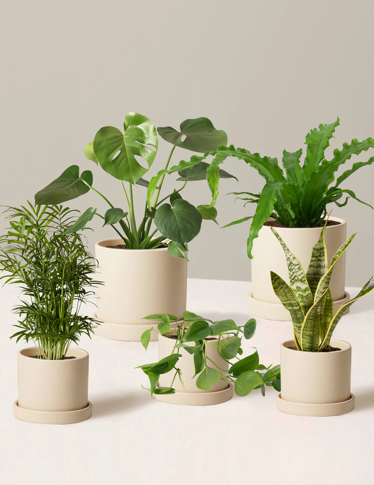 The Favorite 5 Bundle | The Sill