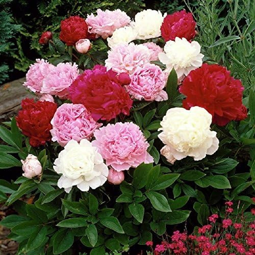 Mixed Peony Jumbo Pack - 6 Paeonia Large Roots - White, Pink, Red | Amazon (US)
