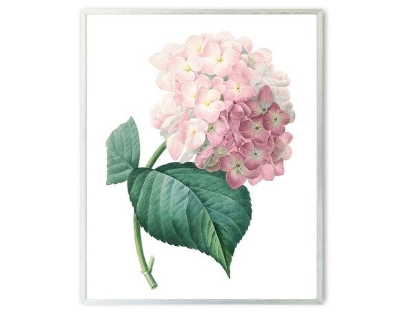 Pink Hydrangea Printable, Vintage Flower Illustration, Botanical Wall Art Print INSTANT DOWNLOAD | Etsy (US)