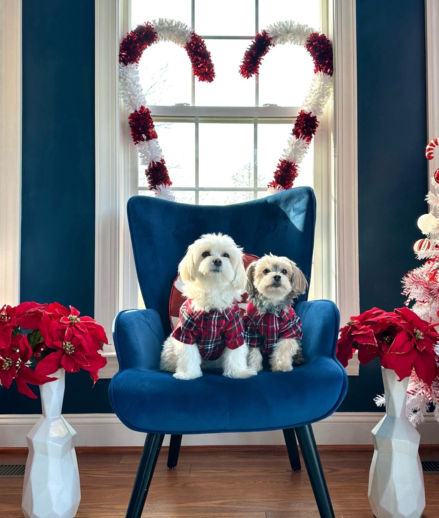 Keeping the pups in their festive best!

#LTKSeasonal #LTKsalealert #LTKCyberWeek