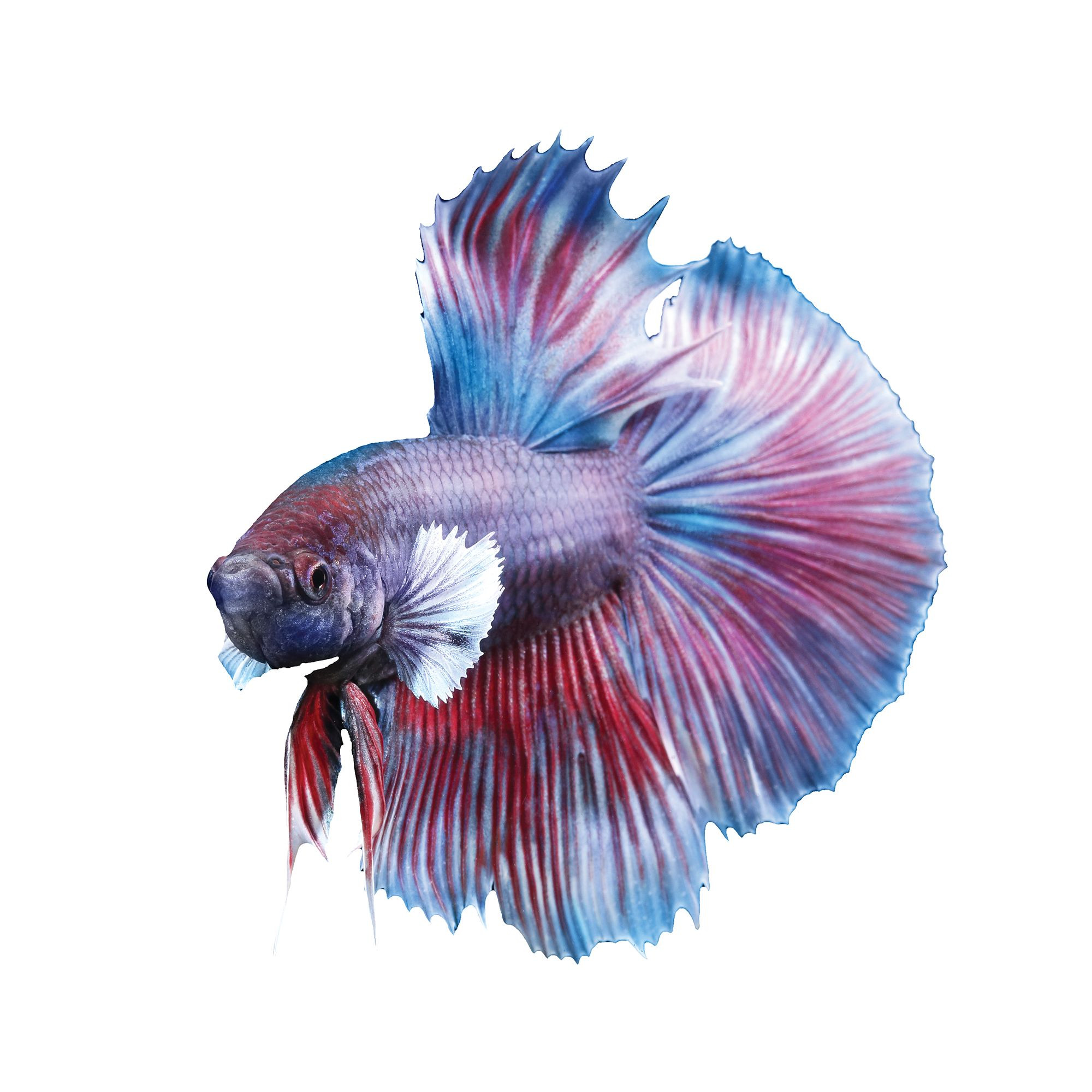 Dumbo Halfmoon Male Betta Fish | PetSmart